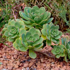 Echeveria haworthii (AEONIUM) - Pépinière La Forêt