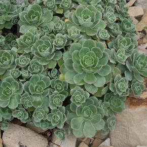 Echeveria haworthii (AEONIUM) - Pépinière La Forêt