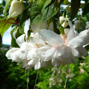 FUCHSIA White King - Pépinière La Forêt