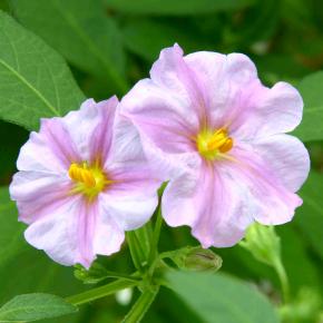 SOLANUM rantonnetii Charles Pink Star ®  - Pépinière La Forêt