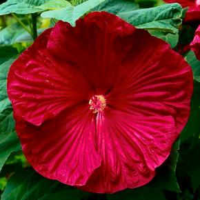 HIBISCUS Extreme Oak Red - Pépinière La Forêt