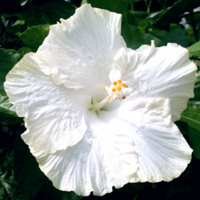 HIBISCUS Extreme Pure White - Pépinière La Forêt