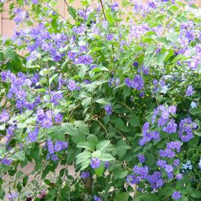 SOLANUM rantonnetii  - Pépinière La Forêt