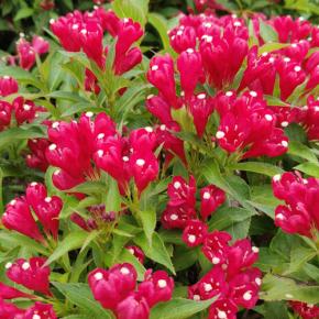 WEIGELA hybride Picobella Rosso ® - Pépinière La Forêt