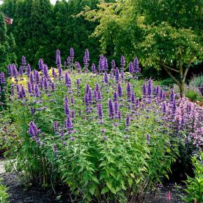 AGASTACHE xBlue Boa ®  - Pépinière La Forêt