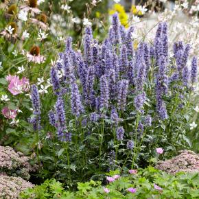 AGASTACHE Crazy Fortune ® - Pépinière La Forêt