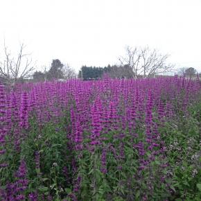 AGASTACHE Mexicana Lime - Pépinière La Forêt