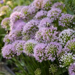 ALLIUM In Orbit - Pépinière La Forêt