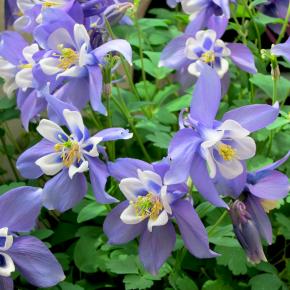 AQUILEGIA flabellata Ministar - Pépinière La Forêt