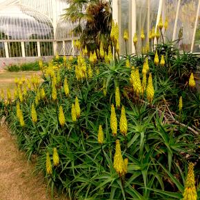 ALOE striatula ArticJungle® - Pépinière La Forêt