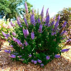 BUDDLEJA High Five Purple ® - Pépinière La Forêt