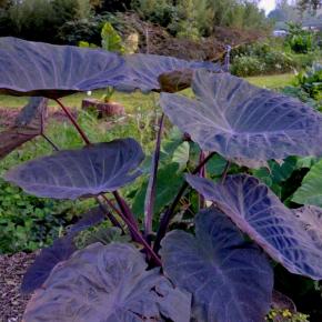 COLOCASIA Noble Gigante ® - Pépinière La Forêt