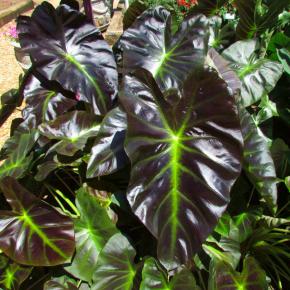 COLOCASIA Royal Haiwaiian Aloha ®  - Pépinière La Forêt