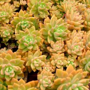 SEDUM adolphi Golden Glow - Pépinière La Forêt