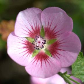 ANISODONTHEA malvastroides Cristal Rose - Pépinière La Forêt