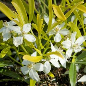 CHOISYA ternata Aztec Gold ® - Pépinière La Forêt