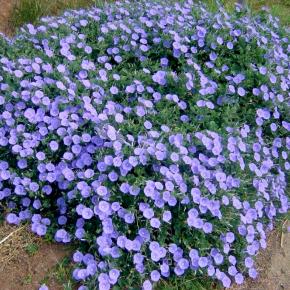 CONVOLVULUS New Blue Moon ® - Pépinière La Forêt