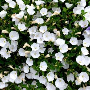 CONVOLVULUS New White ® - Pépinière La Forêt