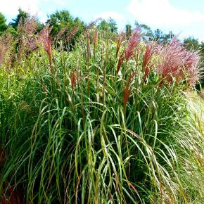 MISCANTHUS sinensis Rotsilber - Pépinière La Forêt