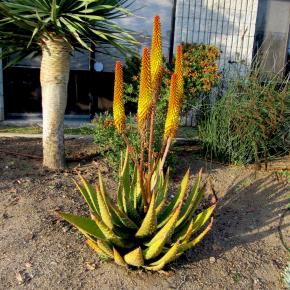 ALOE aculeata  - Pépinière La Forêt