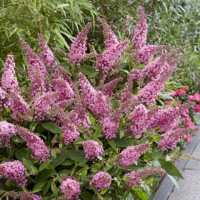 BUDDLEJA Butterfly Candy Little Pink ®  - Pépinière La Forêt