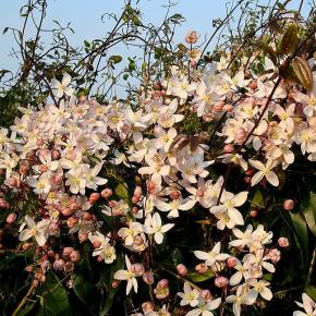 CLEMATIS armandii Apple Blossom  - Pépinière La Forêt