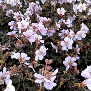 GERANIUM praetensis Black & White® - Pépinière La Forêt