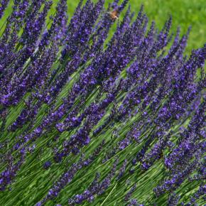 LAVANDULA x  intermedia Sensational ® - Pépinière La Forêt