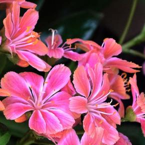 LEWISIA cotyledon Elise Ruby Red - Pépinière La Forêt