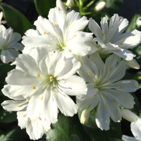 LEWISIA cotyledon Elise White - Pépinière La Forêt