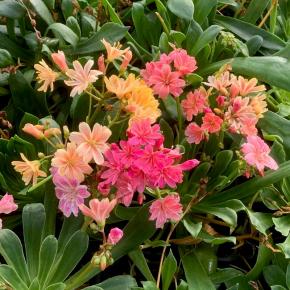 LEWISIA cotyledon Elise - Pépinière La Forêt