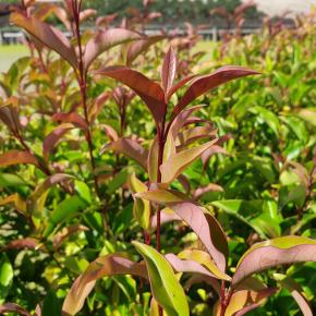 LIGUSTRUM lucidum Green Screen ®  - Pépinière La Forêt