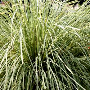 LOMANDRA White Sand ®  - Pépinière La Forêt