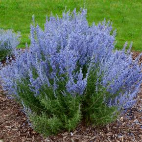 PEROVSKIA atriplicifolia Blue Jean Baby ®  - Pépinière La Forêt