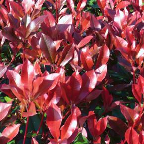 PHOTINIA Dynamo Red ® - Pépinière La Forêt