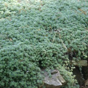 THYMUS Woody AlterGazon® - Pépinière La Forêt