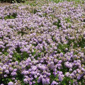 THYMUS nitens - Pépinière La Forêt