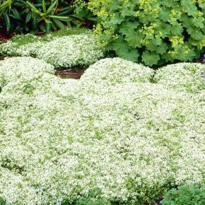 THYMUS praecox Albiflorus - Pépinière La Forêt