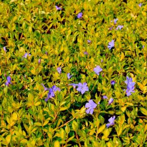 VINCA minor Illumination - Pépinière La Forêt