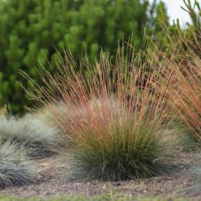 FESTUCA glauca Sunrise ® - Pépinière La Forêt