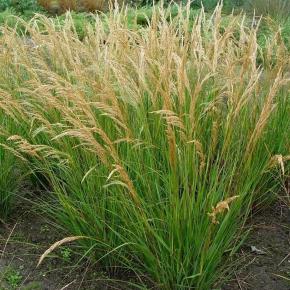 STIPA calamagrostis Allgäu - Pépinière La Forêt