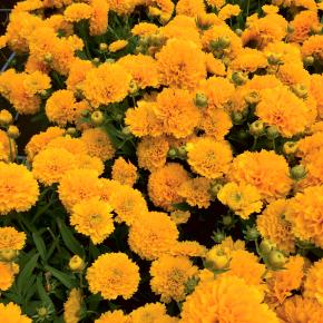 COREOPSIS  Solanna Golden Sphere ®  - Pépinière La Forêt