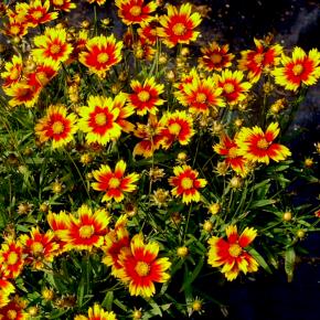 COREOPSIS Little Bang Daybreak ®  - Pépinière La Forêt