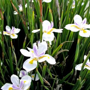 DIETES grandiflora - Pépinière La Forêt