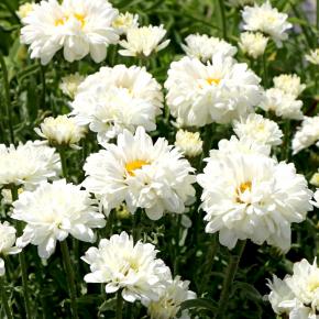 LEUCANTHEMUM Victorian Secret ® - Pépinière La Forêt