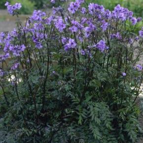 POLEMONIUM Bressingham purple - Pépinière La Forêt