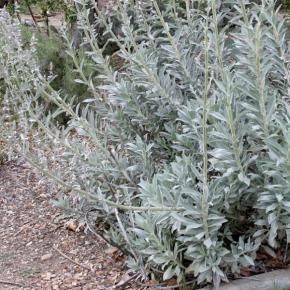 SALVIA apiana - Pépinière La Forêt