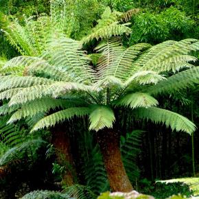 DICKSONIA antartica - Pépinière La Forêt