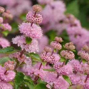 CARYOPTERIS x clandonnensis Pavillon Pink ® - Pépinière La Forêt