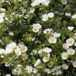Cistus x florentinus repens - Pépinière La Forêt